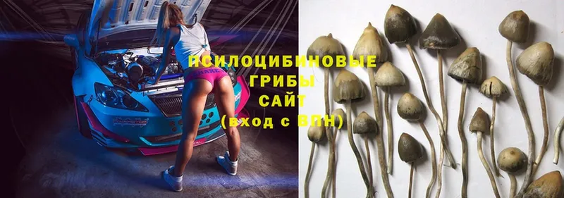 Галлюциногенные грибы Psilocybe Донецк